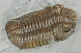 Chocolate Colored Sylvania Eldredgeops Trilobite #224-3